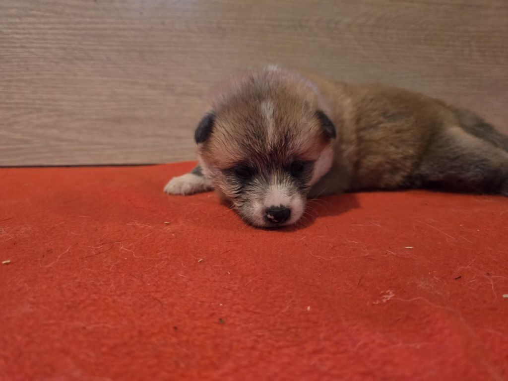 Akai Inu - Chiots disponibles - Akita