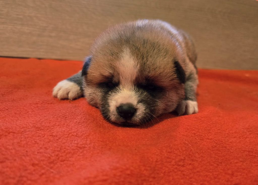 Akai Inu - Chiots disponibles - Akita