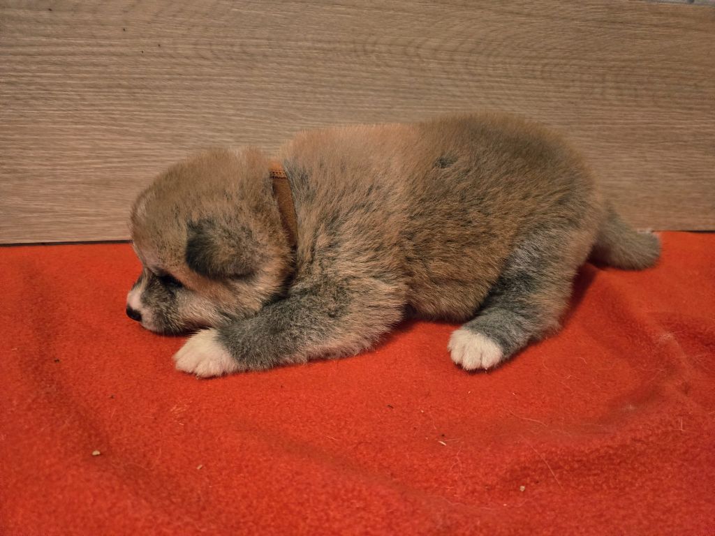 Akai Inu - Chiots disponibles - Akita