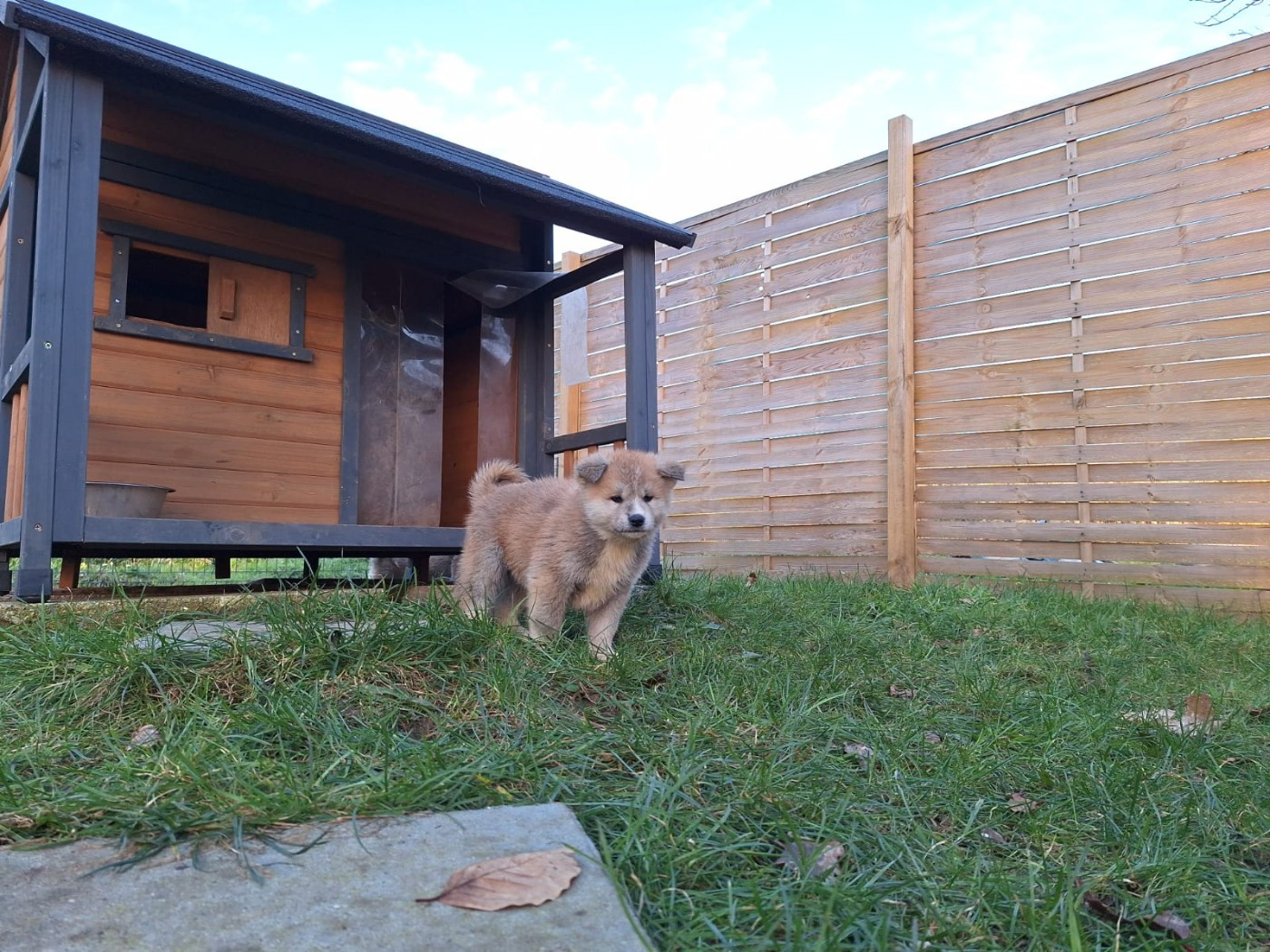 Akai Inu - Chiots disponibles - Akita