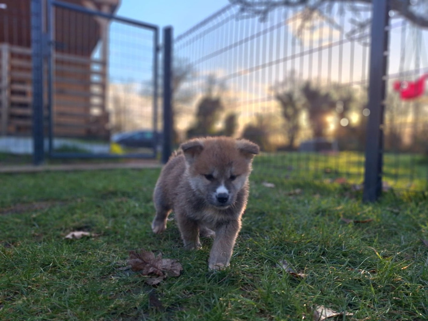 Akai Inu - Chiots disponibles - Akita