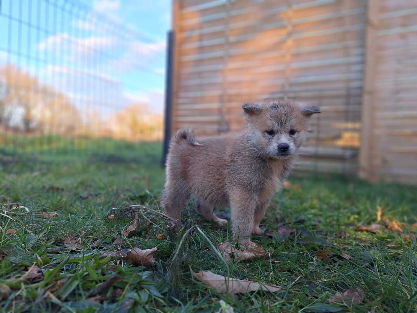 Akai Inu - Chiots disponibles - Akita