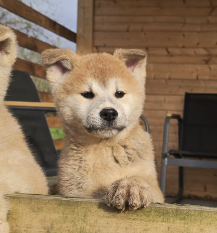 Akai Inu - Chiots disponibles - Akita