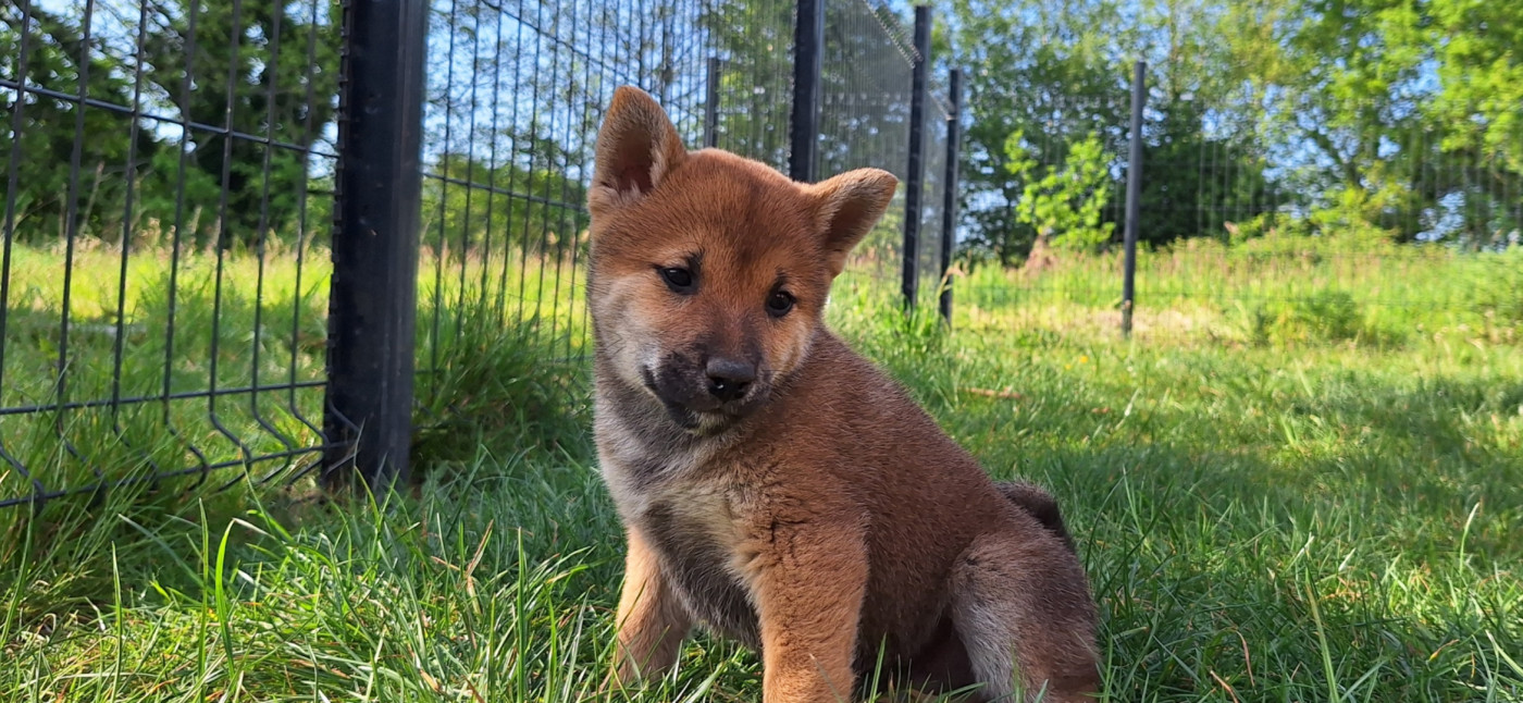 Chiot Shiba Akai Inu