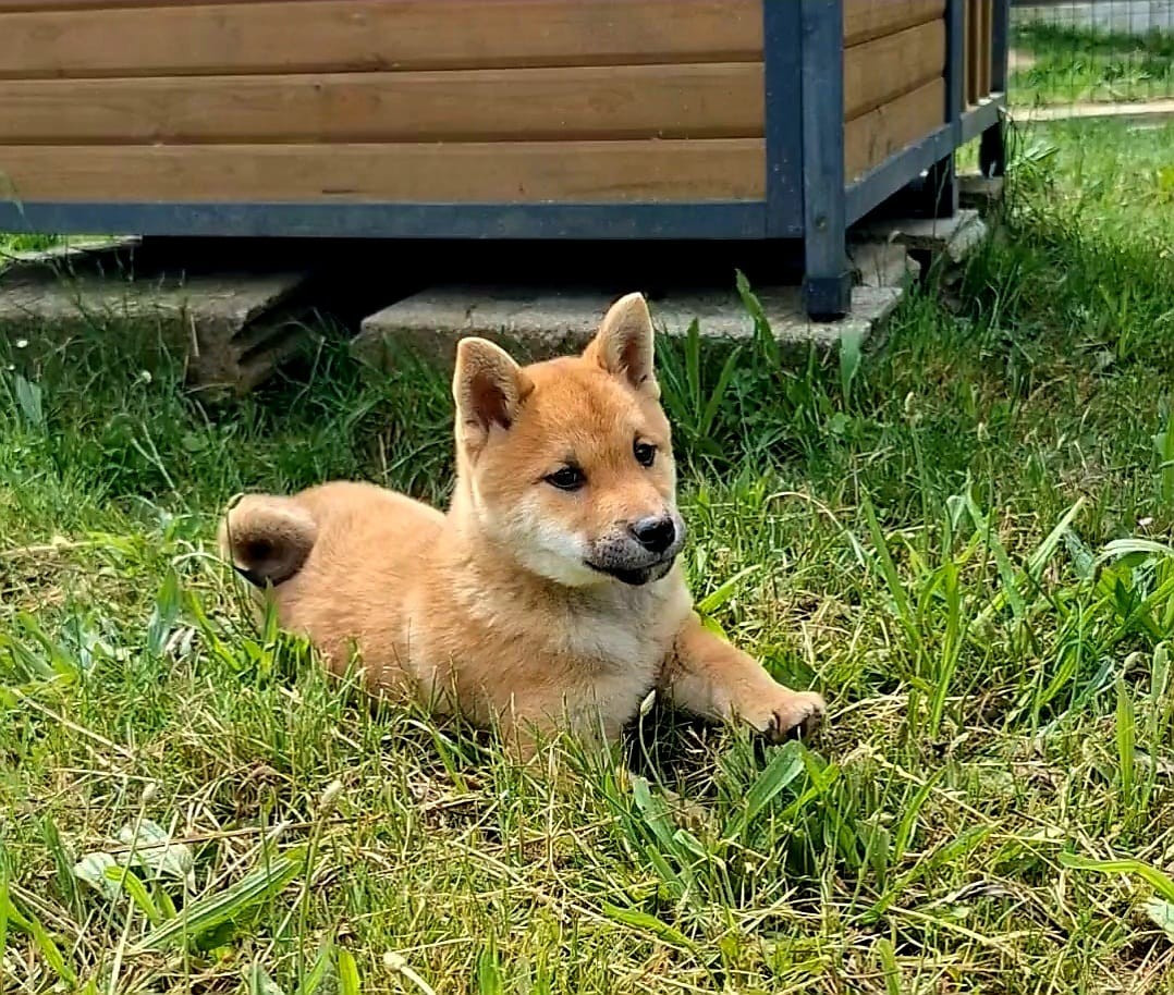 Akai Inu - Chiots disponibles - Shiba