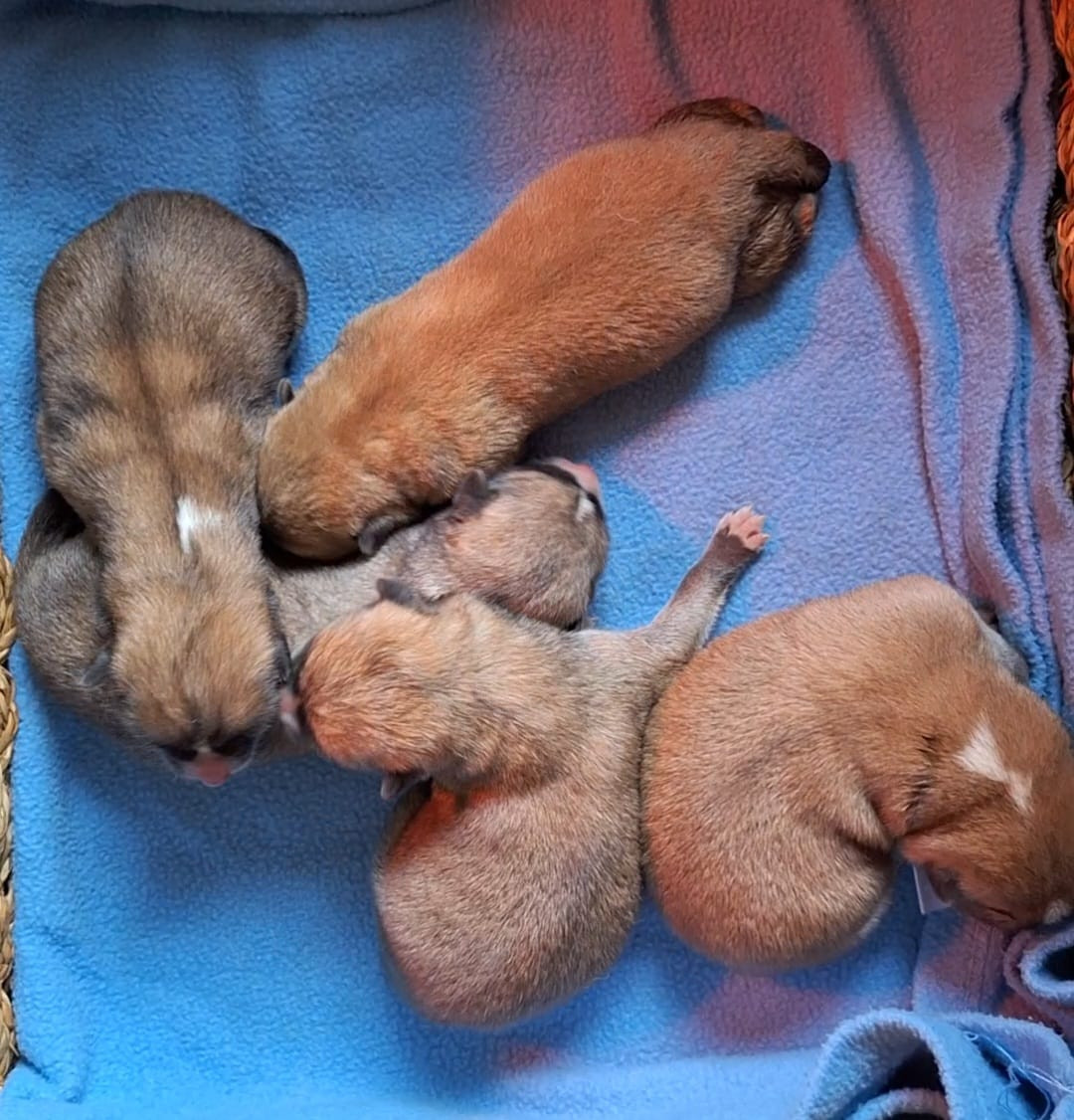 Chiot Akita Akai Inu