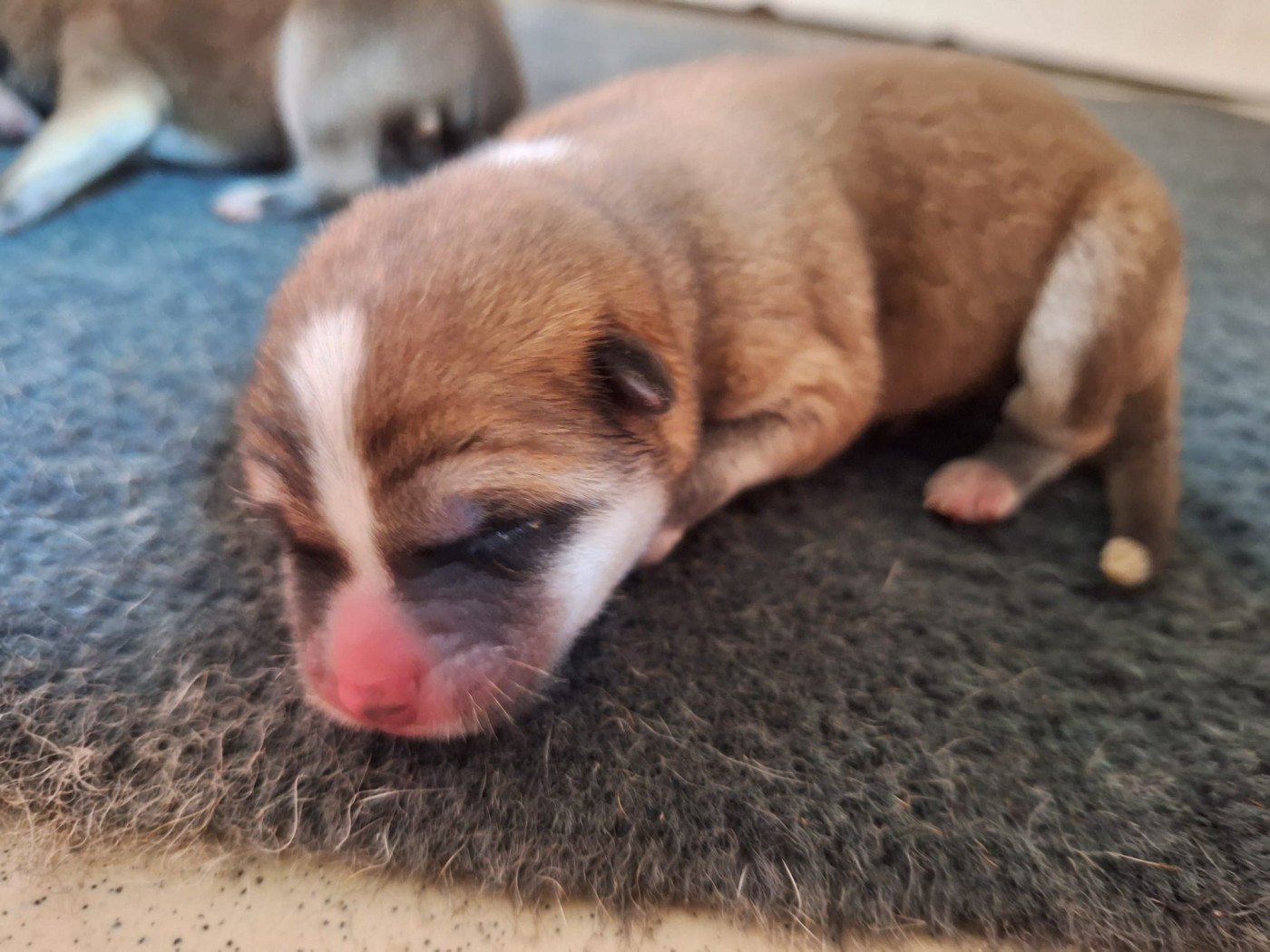 Akai Inu - Chiots disponibles - Akita