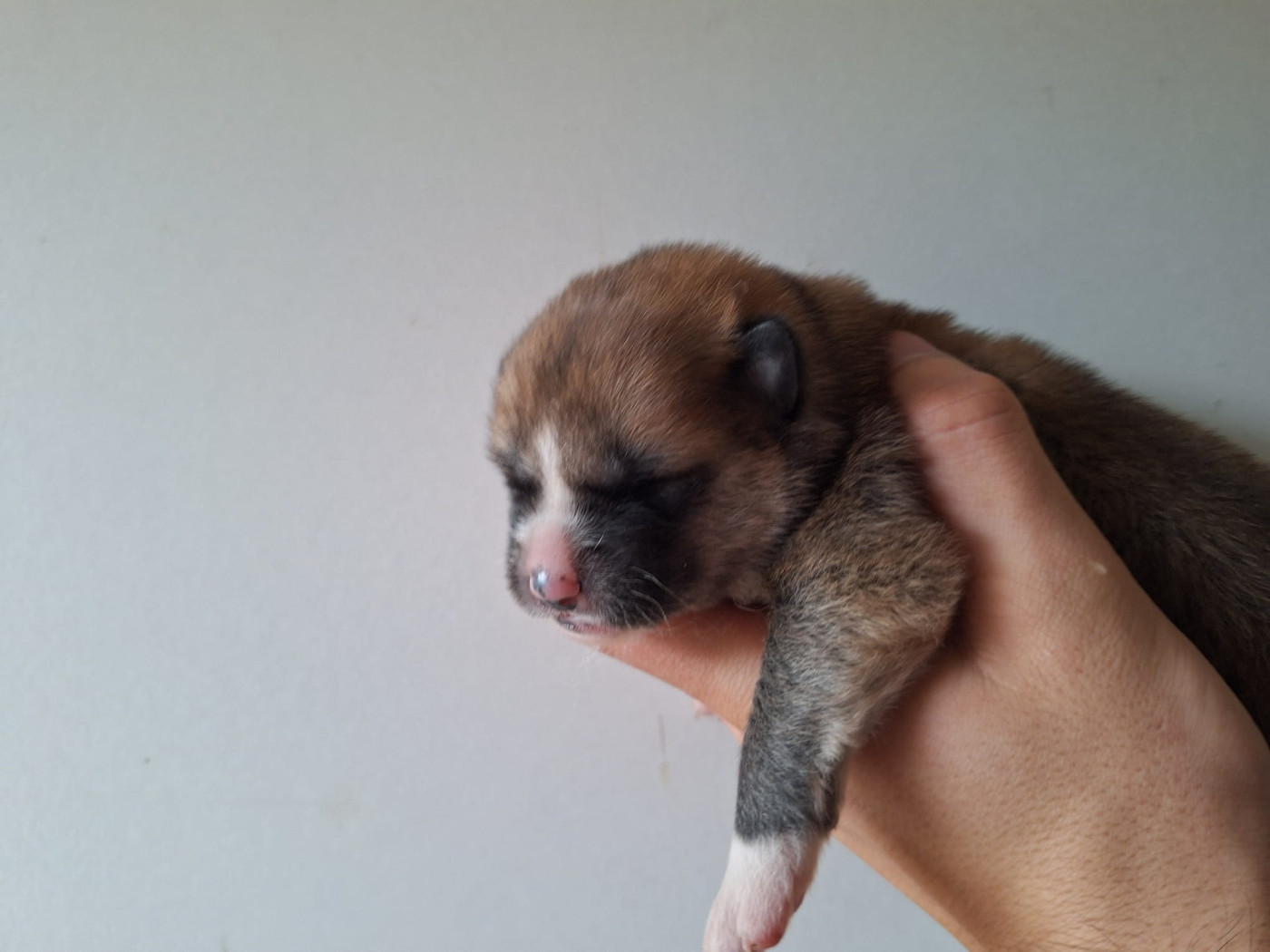 Akai Inu - Chiots disponibles - Akita