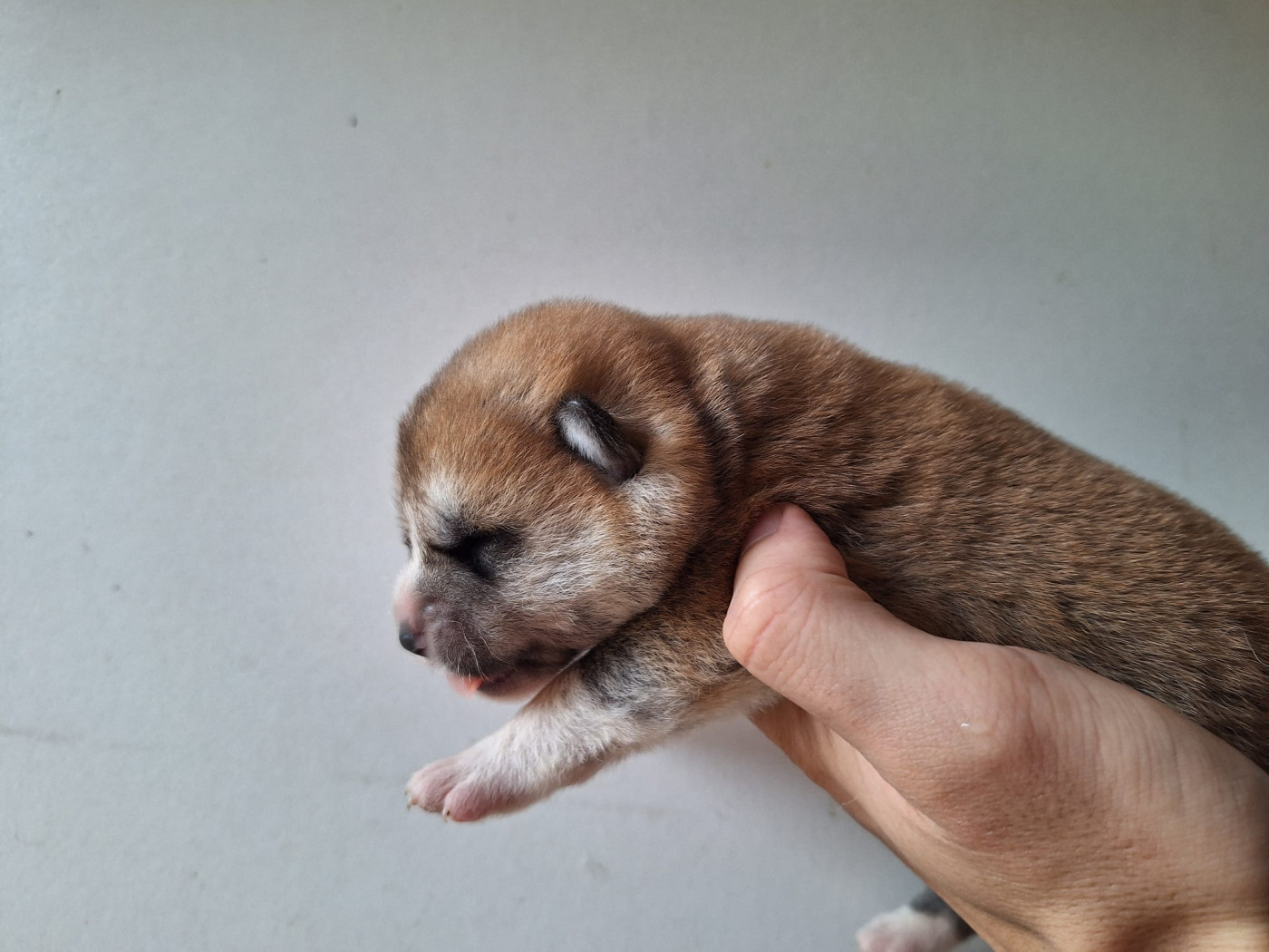 Akai Inu - Chiots disponibles - Akita