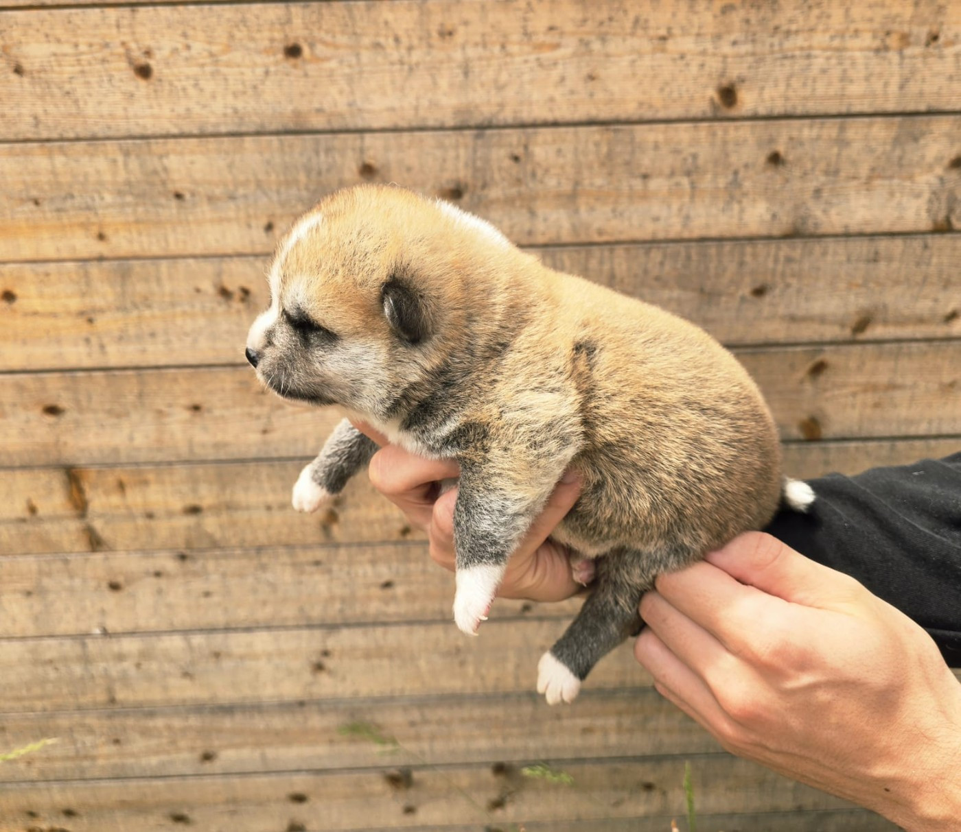 Akai Inu - Chiots disponibles - Akita