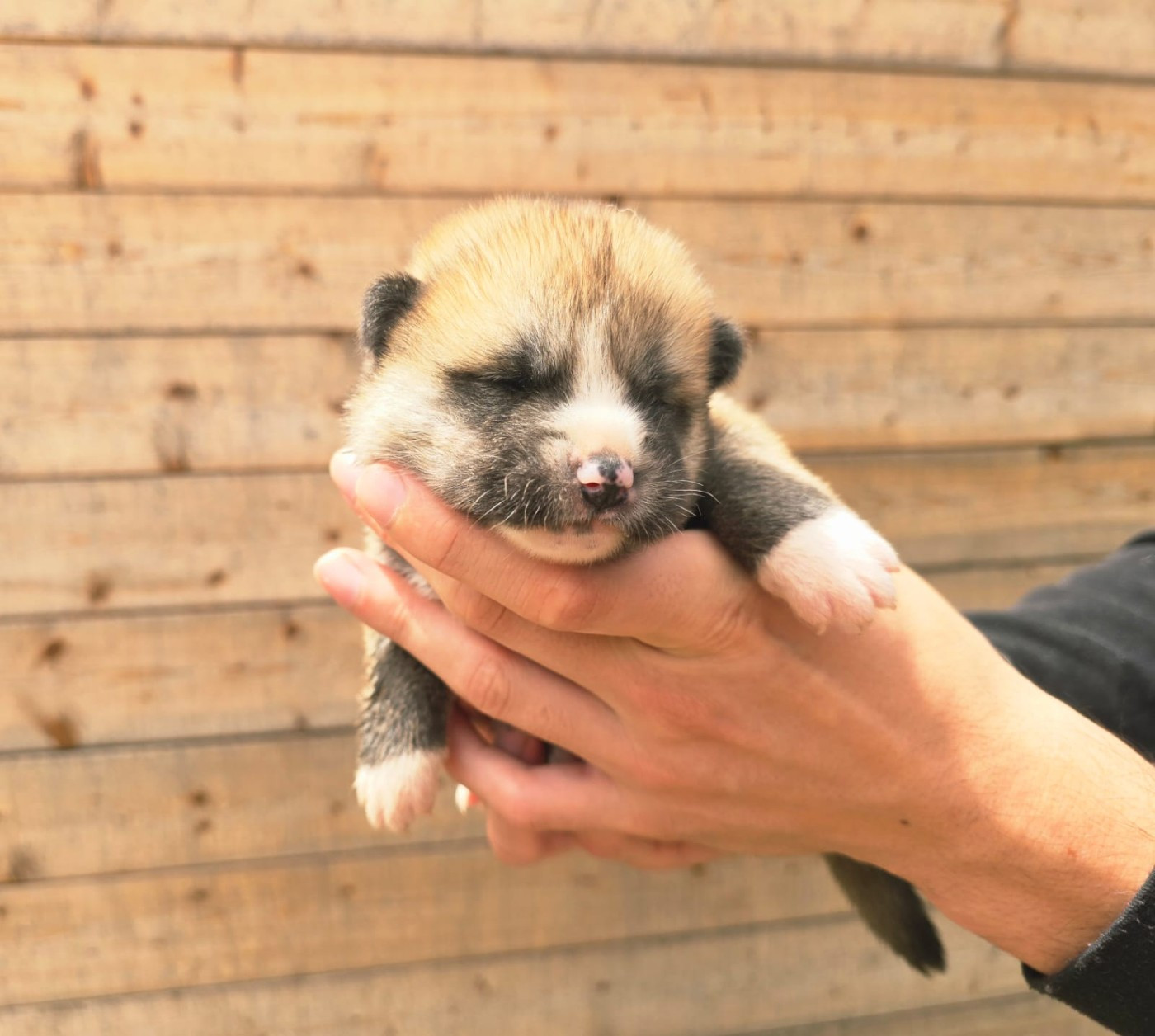 Akai Inu - Chiots disponibles - Akita