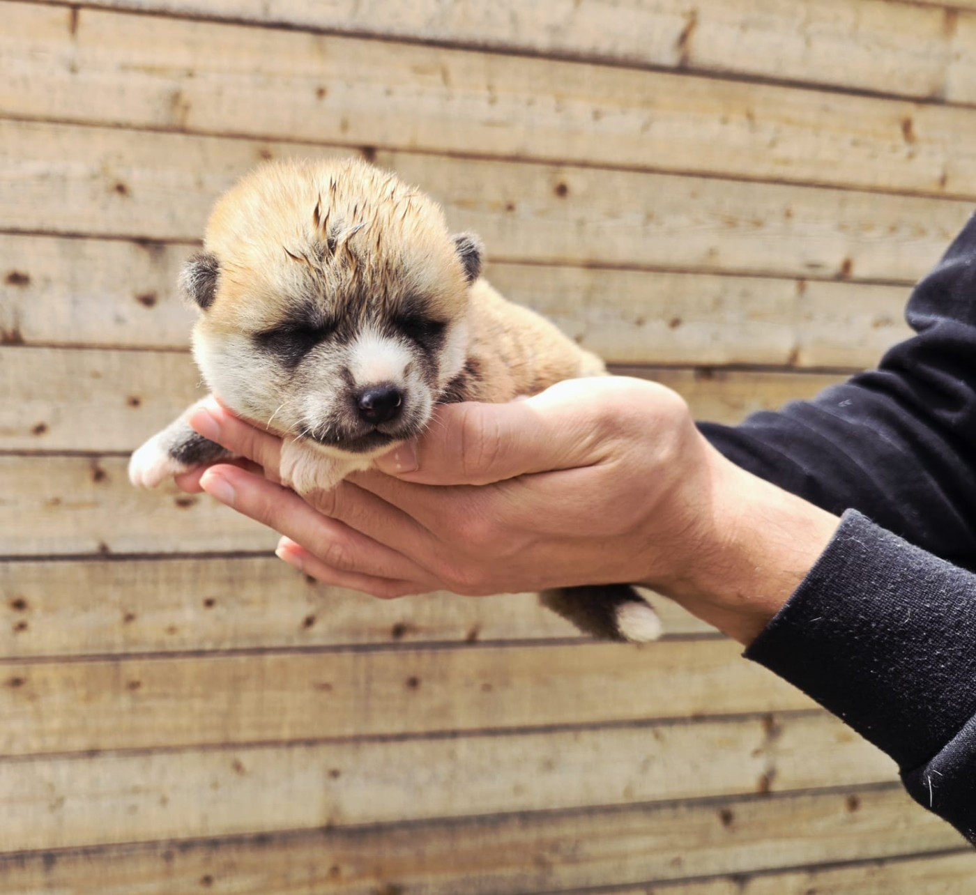Akai Inu - Chiots disponibles - Akita