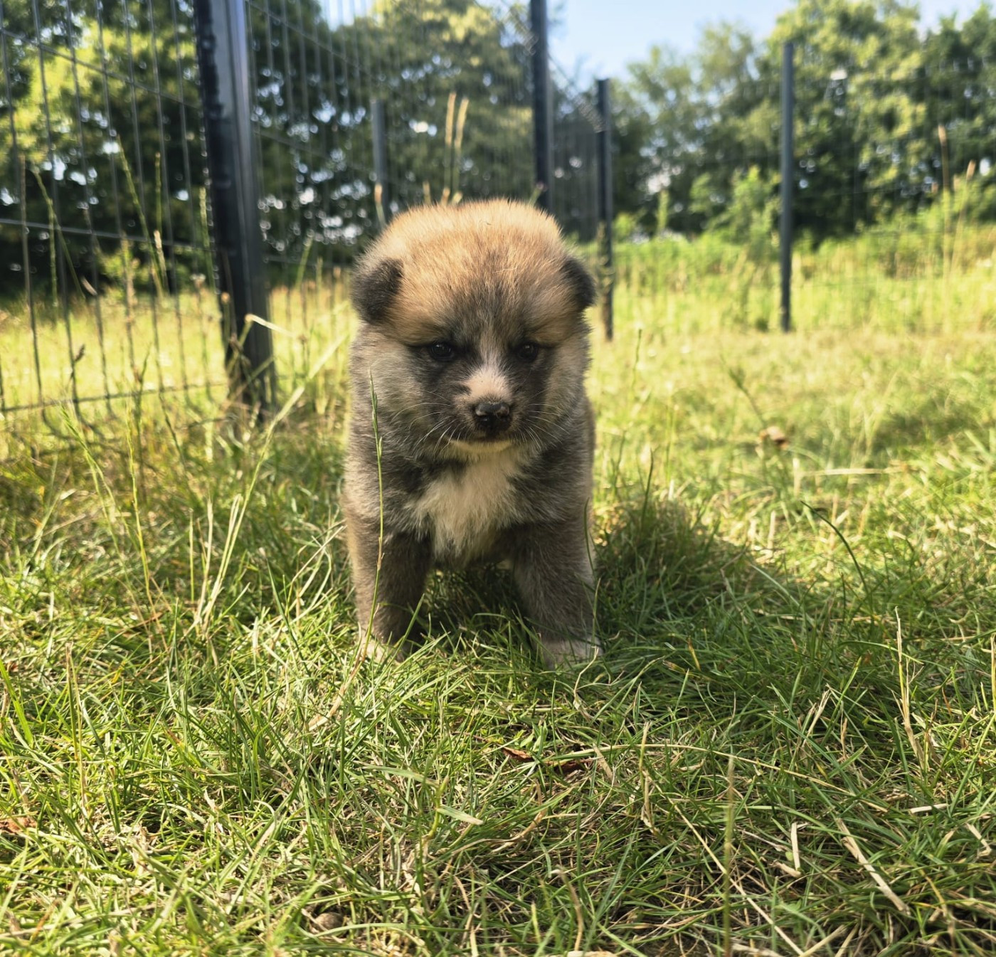 Akai Inu - Chiots disponibles - Akita