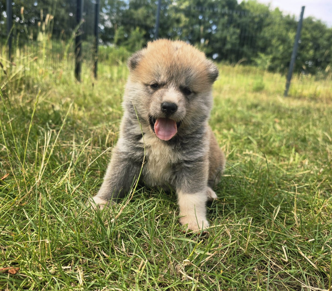 Akai Inu - Chiots disponibles - Akita