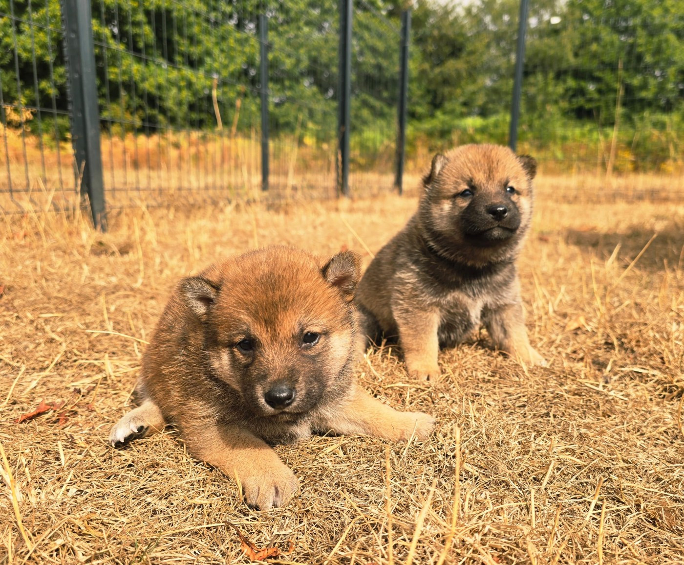 Akai Inu - Chiots disponibles - Shiba