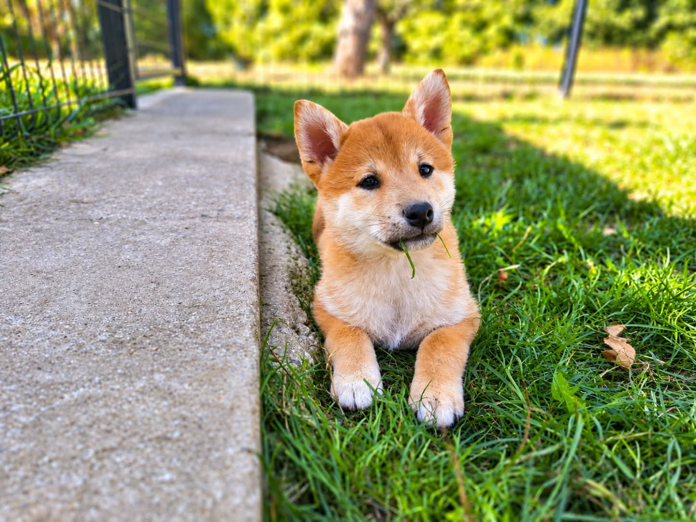 Akai Inu - Chiots disponibles - Shiba