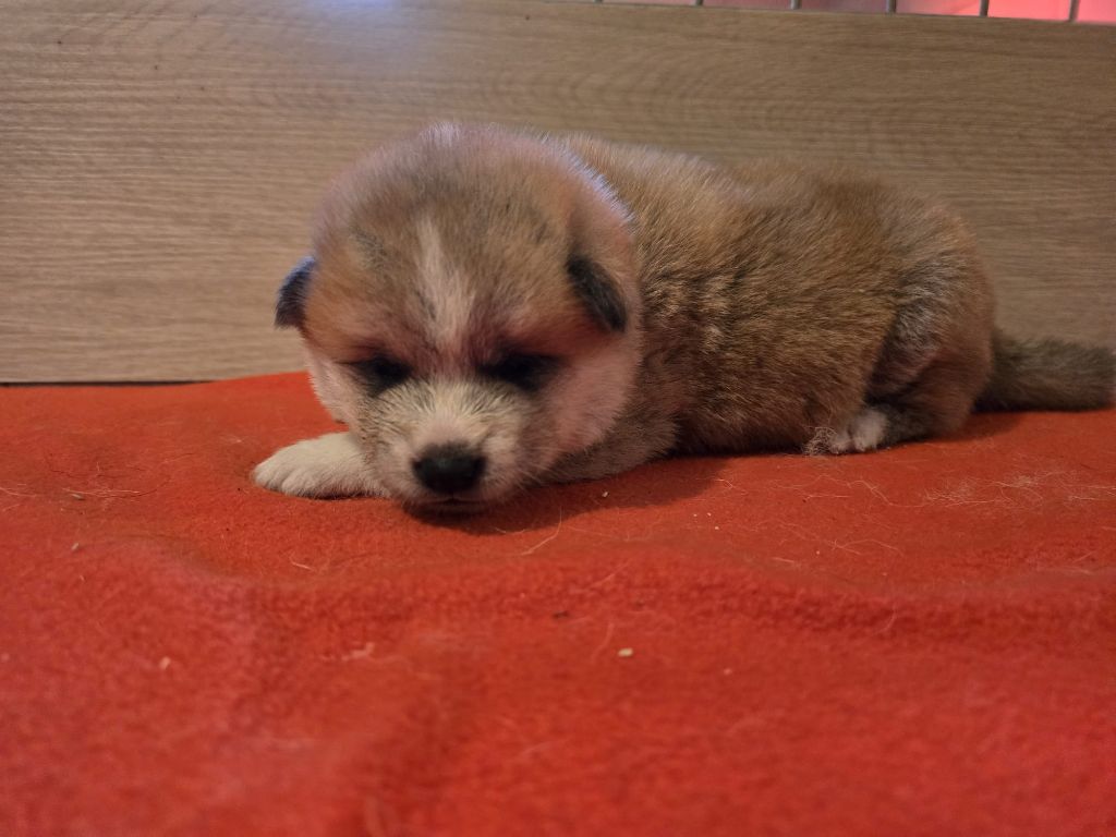 Akai Inu - Chiots disponibles - Akita
