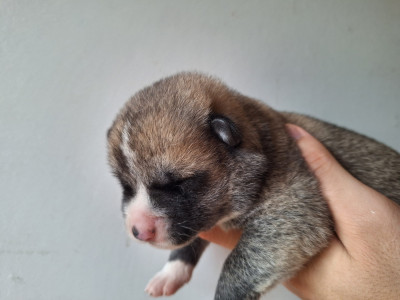 Chiot N°3
