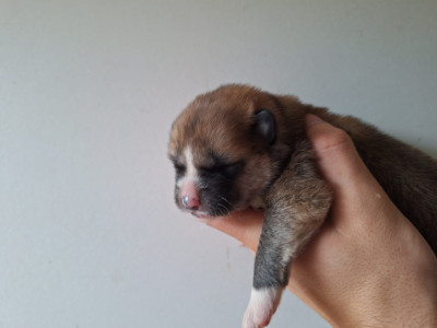 Chiot N°4