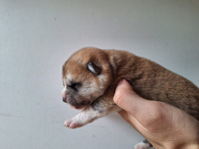 Chiot N°5