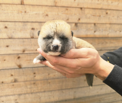 Chiot N°1