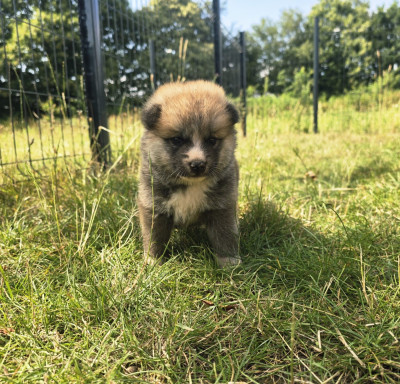Chiot N°4