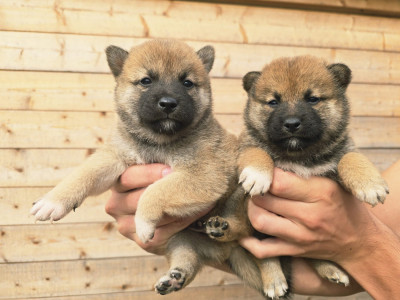 Chiot N°1