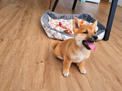 Chiot N°4
