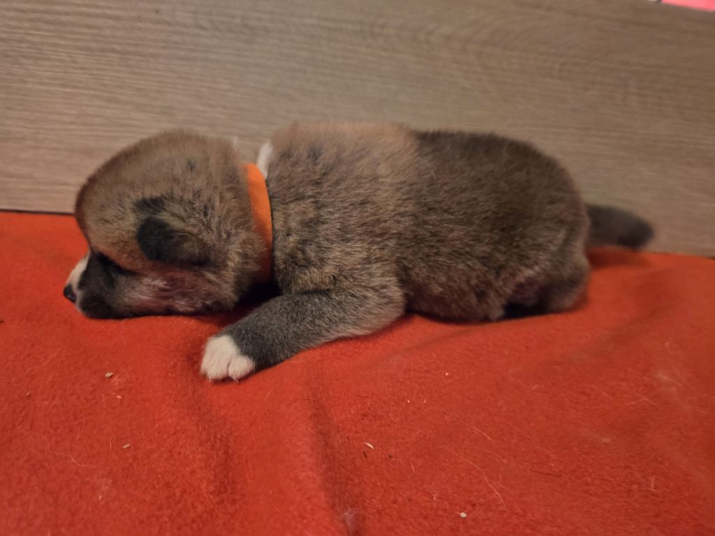 Akai Inu - Chiots disponibles - Akita