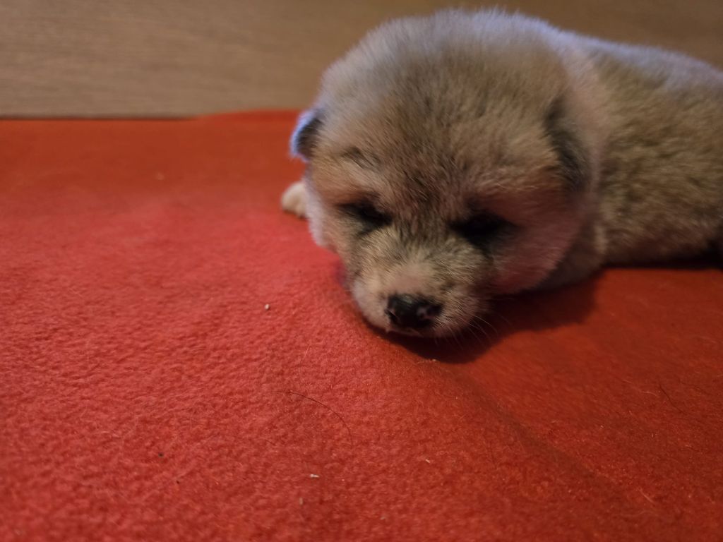 Akai Inu - Chiots disponibles - Akita