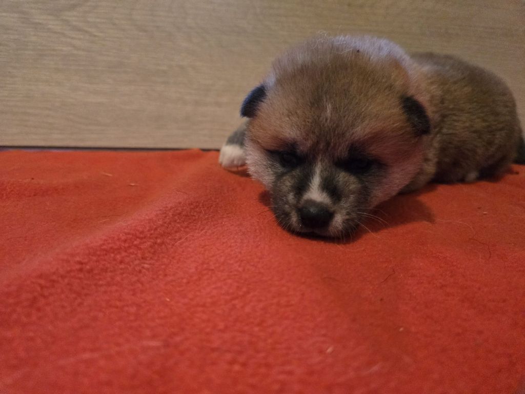Akai Inu - Chiots disponibles - Akita